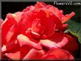 red begonia flower