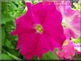 petunia flower