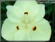 iris flower