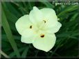 iris flower