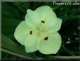 iris flower