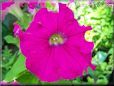 petunia flower