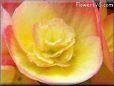 yellow begonia flower