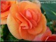 orange begonia flower