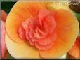 begonia flower picture