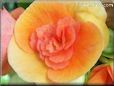 orange begonia flower