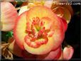 pink begonia flower