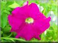 petunia flower