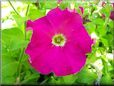 petunia flower