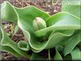 unbloomed tulip flower