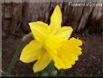 daffodil flower