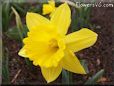 daffodil flower