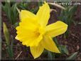 daffodil flower