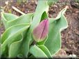 unbloomed tulip flower