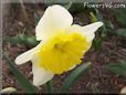 daffodil flower