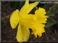 daffodil flower