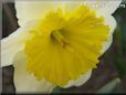 daffodil flower