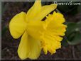 daffodil flower