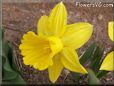 daffodil flower