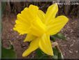 daffodil flower