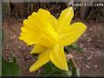 daffodil flower