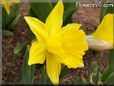 daffodil flower