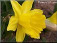 daffodil flower