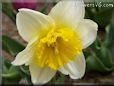 daffodil flower