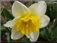 daffodil flower