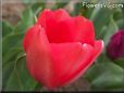 red tulip flower