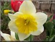 daffodil flower