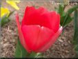 red tulip flower