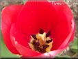red tulip flower