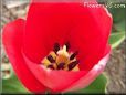 red tulip flower