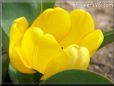 yellow tulip flower