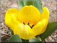 yellow tulip flower