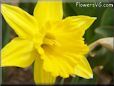 daffodil flower