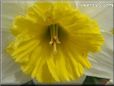 daffodil flower