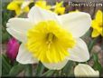 daffodil flower