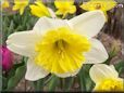 daffodil flower