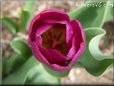 purple bloomed tulip flower