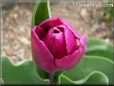 purple bloomed tulip flower