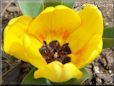 yellow orange tulip flower