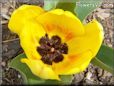 yellow orange tulip flower