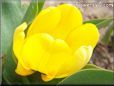 yellow tulip flower