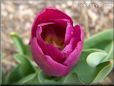 purple bloomed tulip flower