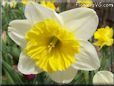 daffodil picture