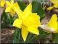 yellow daffodil flower