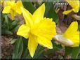 daffodil flower