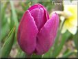 purple bloomed tulip flower